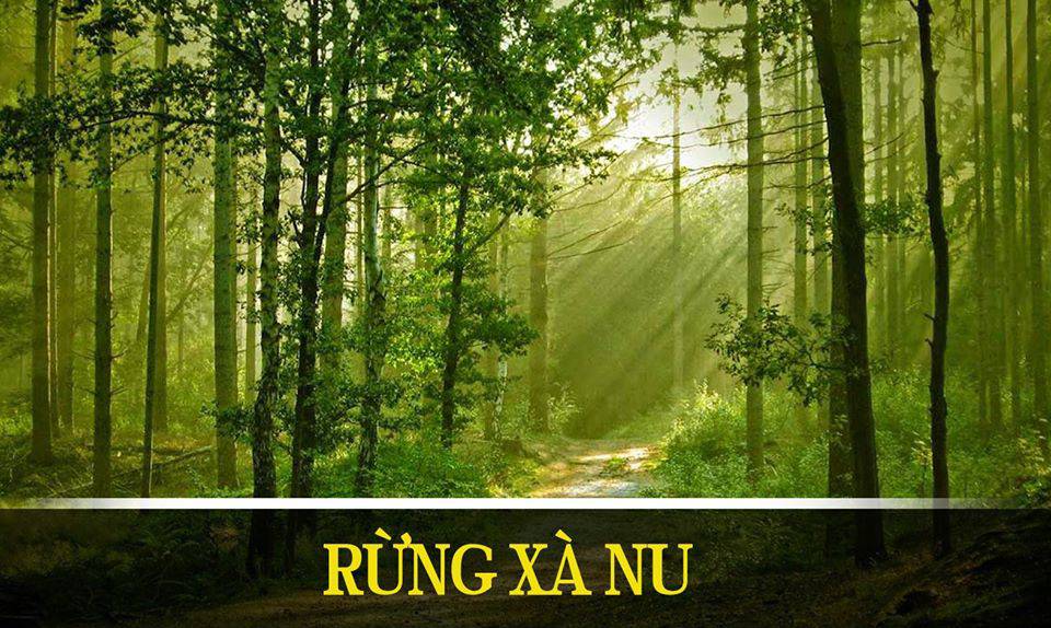 Rừng Xà Nu Archives - Tạp Chí Tao Đàn